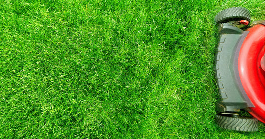 Gardenmakers Guide to a Lush Lawn