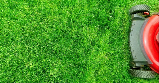 Gardenmakers Guide to a Lush Lawn