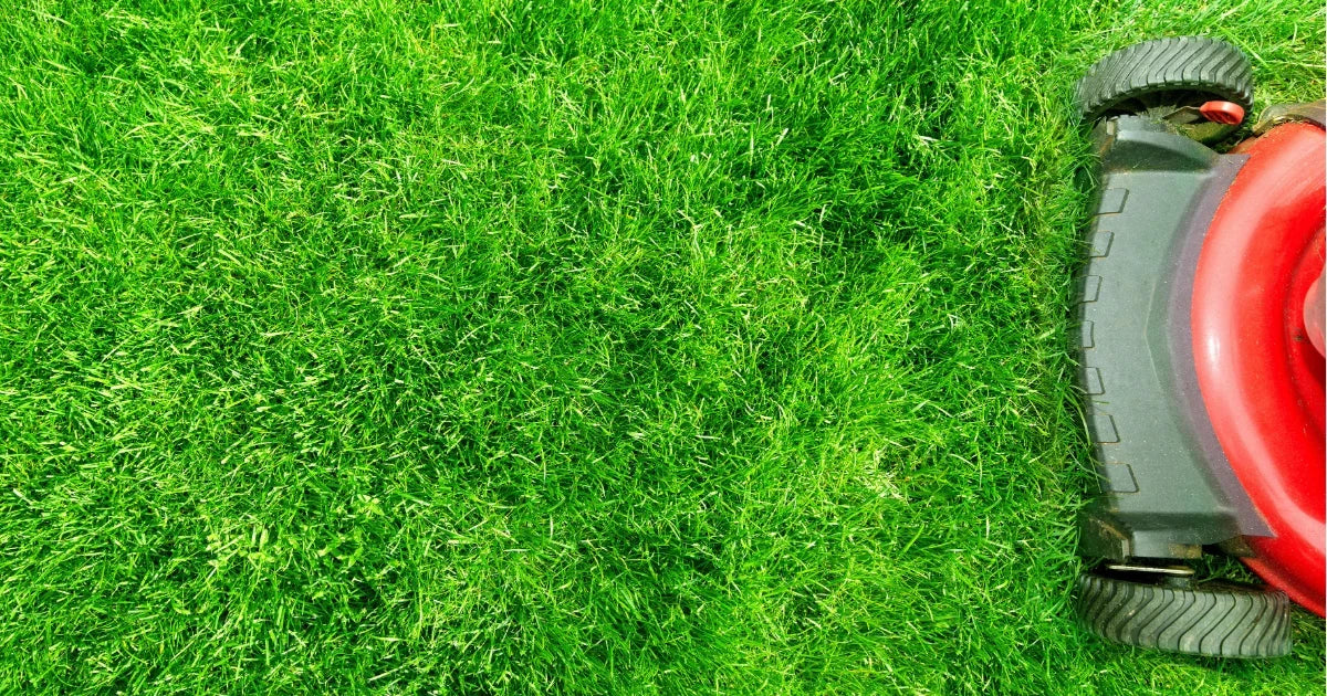 Seeds - Lawn