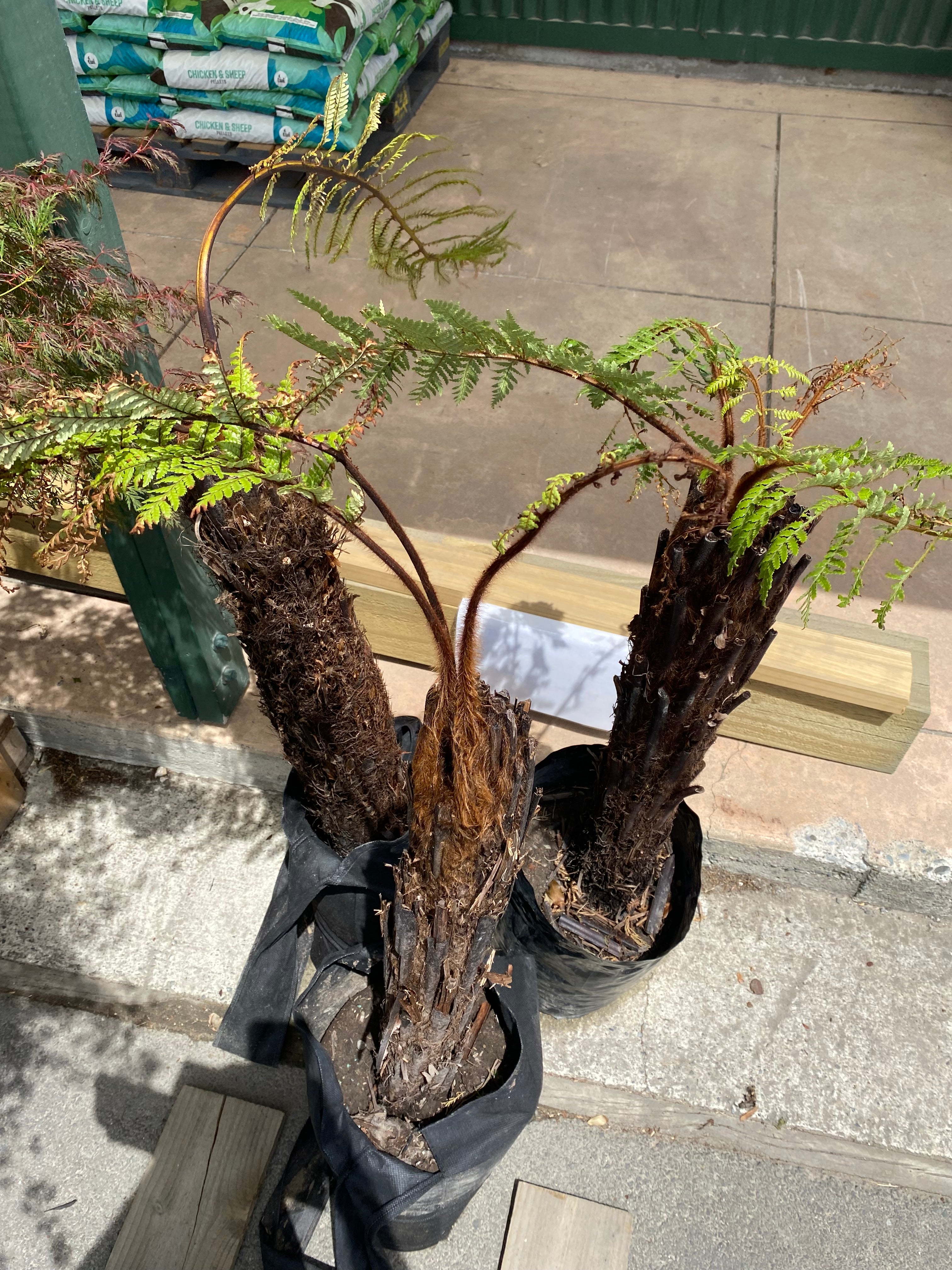 Punga Types Live Punga Log – Gardenmakers Landscape Supplies