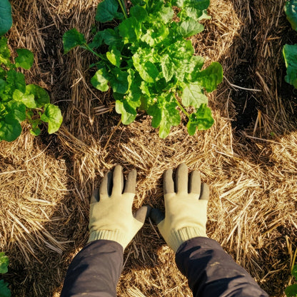 Pea Straw (Peastraw) - BALE ONLY $13.00