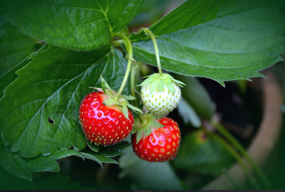 CLS Strawberry Mix 35L bag
